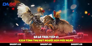 Đá gà trực tiếp C1