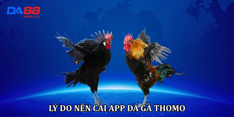 Lý do nên cài app dá gà thomo